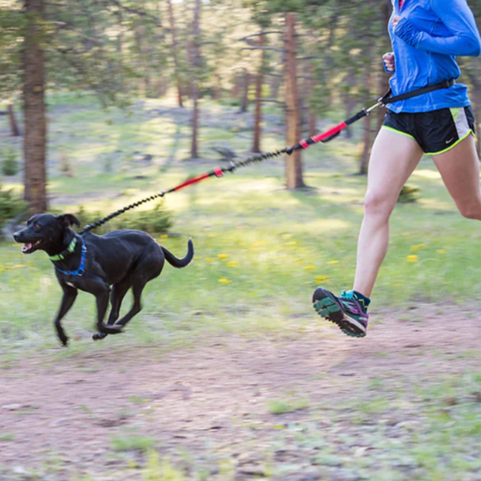 Hands-Free Leashes Pet Leashes Comfortable for Dog