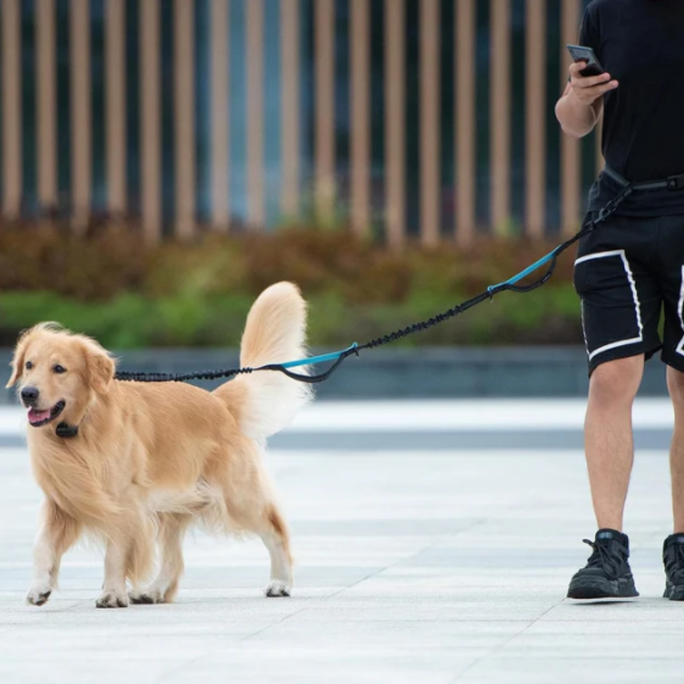Hands-Free Leashes Pet Leashes Comfortable for Dog